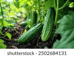 Growing cucumbers in a home garden