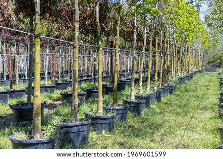 Growing and cultivation trees and plants in pots
