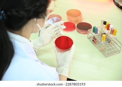 Growing cultures in a dish is an essential technique in biology, microbiology, and biotechnology. It involves growing microorganisms, cells, or tissues in a controlled environment, providing researche
