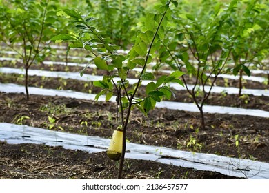 Growing Custard Apple Or Annona Squamosa (sweetsop Or Sugar Apple) Plant With Yellow Trap Used For Organically Pest Control.