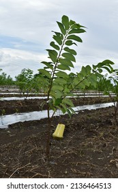 Growing Custard Apple Or Annona Squamosa (sweetsop Or Sugar Apple) Plant With Yellow Trap Used For Organically Pest Control.