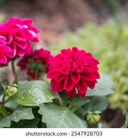 For growing cyclamen dahlia in full bloom, a sunny place or a place with partial shade is best. - Powered by Shutterstock