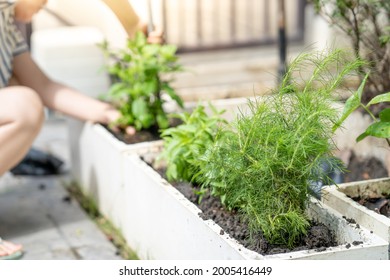  Growing Dill Plant In White Pot In Garden