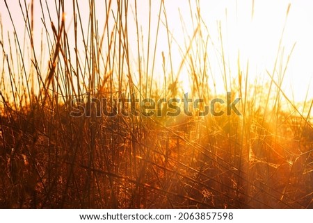 Similar – Foto Bild Die angenehme Stimmung der Natur