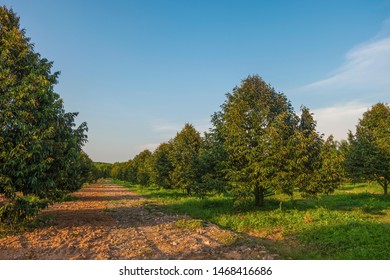 Growing Durian In Farm With Blue Sky