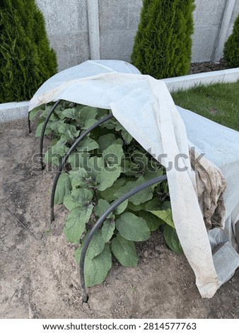 Growing eggplants in open ground using protective plastic arcs and non-woven white mulch film for microclimate control.