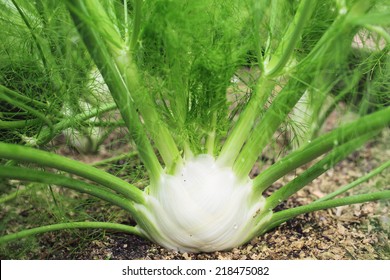 6,321 Growing Fennel Images, Stock Photos & Vectors | Shutterstock