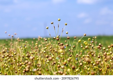 growing a flax crop to harvest seeds and straw for fabric making, an agricultural field with flax plants