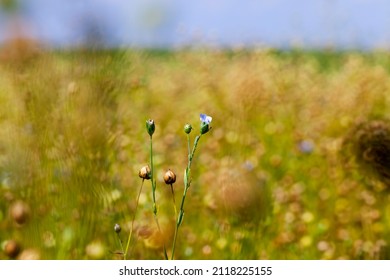 growing a flax crop to harvest seeds and straw for fabric making, an agricultural field with flax plants