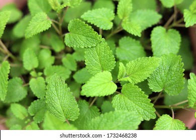 Growing Flesh Lemon Balm In A Flower Pot At Herb Garden