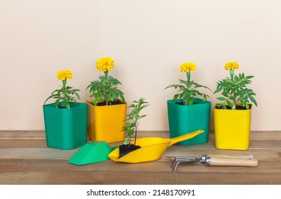 Growing flower seedlings of yellow marigolds. Plastic containers with young plants and transplanting flower seedlings in scoop on wooden table. Сoncept of spring garden work. Floriculture as hobby