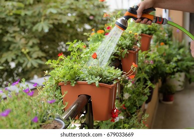 Beautiful Flowers In Pots Images Stock Photos Vectors