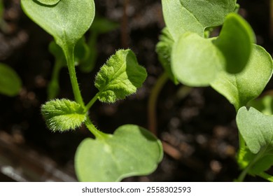 Growing food in urban garden. Radish seedlings growing indoor in containers. Nurticious microgreens - Powered by Shutterstock