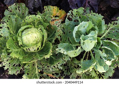 Сabbage Growing In The Garden. Сabbage Leaves Eaten By Aphids, Bugs, Caterpillars, Snails Worms, Moths, Slugs, Or Other Insect Pests. Top View