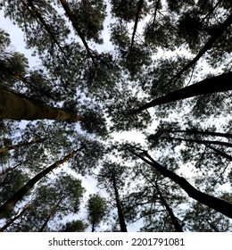 Growing, Getting Taller Is A Process Of Life, Just Like This Pine Tree