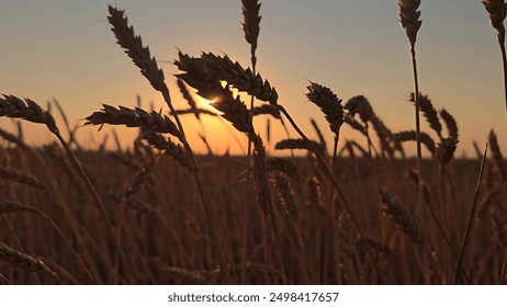 Growing grain. Agricultural industry. Yellow wheat field, ears of wheat swaying in wind. Ripe wheat harvest. Golden ears of grain slowly sway in wind closeup. Ripening wheat field on summer evening. - Powered by Shutterstock