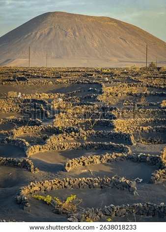 Growing grapevines protected by small stone enclosures stretch across the black volcanic soil of Lanzarote. Volcanic hill, towering above unique agricultural landscape, glows in soft morning light.