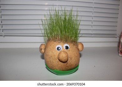 Growing grass head for children