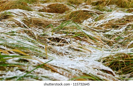 Growing grass with snow in an autumn season.