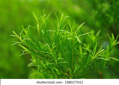 Growing Green Australian Tea Tree