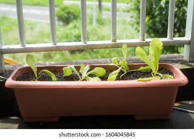 Balcony Planters Images Stock Photos Vectors Shutterstock