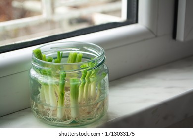 Growing Green Onions Scallions From Scraps By Propagating In Water In A Jar On A Window Sill