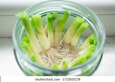 Growing Green Onions Scallions From Scraps By Propagating In Water In A Jar On A Window Sill