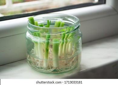 Growing Green Onions Scallions From Scraps By Propagating In Water In A Jar On A Window Sill