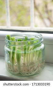 Growing Green Onions Scallions From Scraps By Propagating In Water In A Jar On A Window Sill