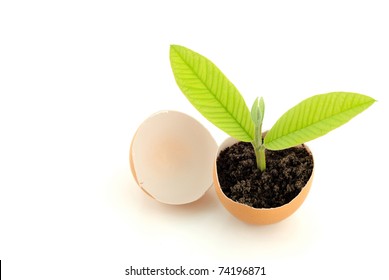 Growing Green Plant In Egg Shell On White Background.