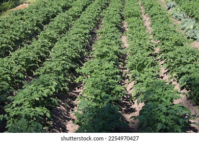 Growing green potato bushes on farm beds in sunny summer light - Shutterstock ID 2254970427