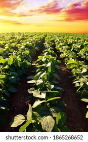 Growing Green Soybeans Plant On Field. Soy Plantation At Sunset. Spring Landscape In The Setting Sun.