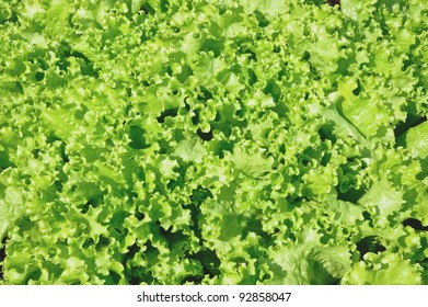 Growing Green Vegetable On Farm