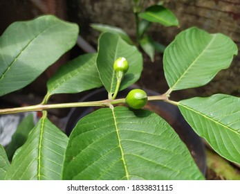 Growing Guava Tree Backyard Stock Photo 1833831115 | Shutterstock