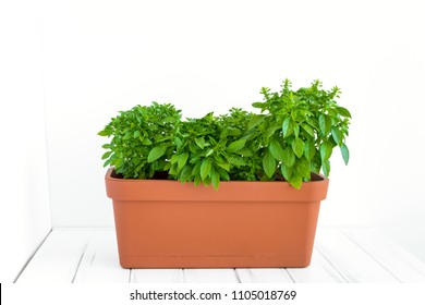 Growing herb in planter in a kitchen garden. Bright flower pot with basil plant. White background, place for text