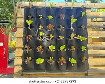 Growing herbs in a mesh bag pockets. Sustainability concept. Growing own food at home. Home garden, Wall garden. Pocket Wall Hanging Fabric PotsAeration Plant Grow Bags - Powered by Shutterstock