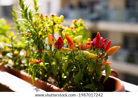Growing herbs and vegetables on the balcony. Home gardening. Urban gardening. Small red chilli papers growing at home. Eco living.