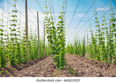 Growing Hops. Field Of Young Hops.