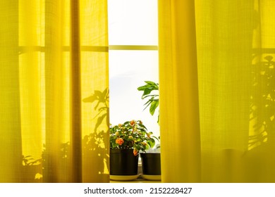 Growing houseplants in pots. Window with yellow curtains and flowers in sun. Home plant - impatiens. Spring lifestyle atmosphere at home.
