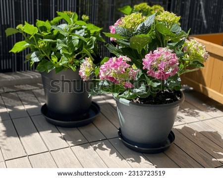 Similar – Image, Stock Photo hydrangea Hydrangea