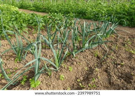 growing leeks in the field. leek plant growing next to the potatoes in the soil