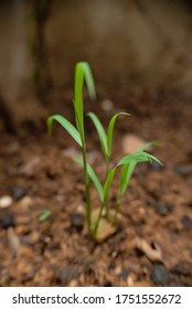 Growing Lemongrass In The Garden.