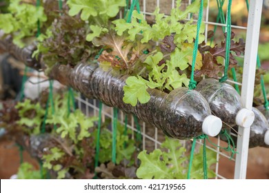 Growing Lettuce In Used Plastic Bottles, Reuse Recycle Eco Concept