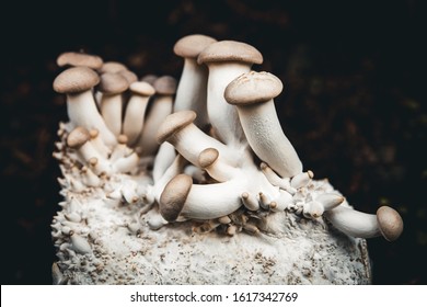 Growing up lots of king oyster mushrooms on mycelium, home fungiculture and farming