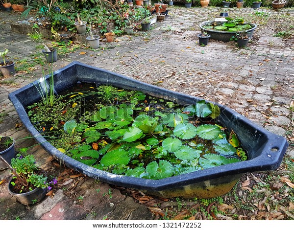 Growing Lotus Basin Feng Shui Home Stock Photo Edit Now 1321472252