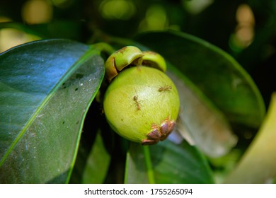 Growing Mangosteen In The Mangosteen Garden, Selaphum District, Roi Et Province