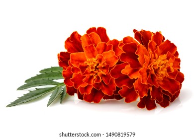 Growing Marigold Flowers Leaf Isolated On Stock Photo 1490819579 ...