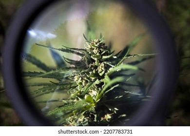 Growing Marijuana Bud Under Round Magnification Lens. Cristal Cover Of Bud Is Well Visible