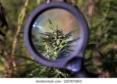 Growing Marijuana Bud Under Round Magnification Lens. Cristal Cover Of Bud Is Well Visible