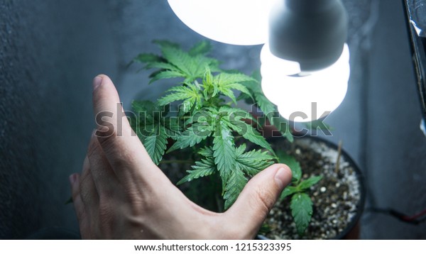 Growing Marijuana Indoors Closeup Hgrow Cannabis Stock Photo Edit
